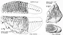 Dessins de molaires vues sous différents angles.