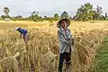 Paysans riziculteurs à Don Det, Laos (2017)