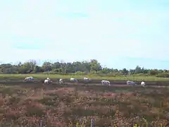 Manade de chevaux dans une sansouïre