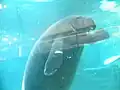 Un lamantin du Mote Aquarium.