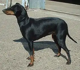 Manchester terrier