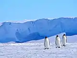 Manchots empereurs (Baie d'Atka - Terre de la Reine Maud)