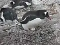 Manchot papou retournant son œuf sur son nid dans une rookerie (décembre 2016).