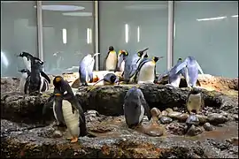 Les manchots royaux du Vivarium.