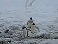 Manchots papous descendant d'un sentier pour aller se laver dans la mer.