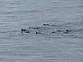 Manchots papous nageant en groupe. Les oiseaux nagent une sorte de brasse coulée et adoptent une formation triangulaire.