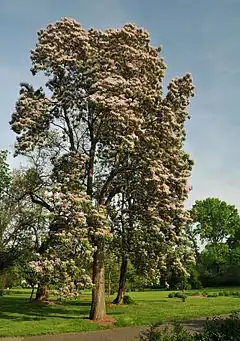 C. bungei en fleurs