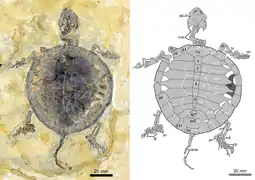 Manchurochelys sp. (Macrobaenidae)