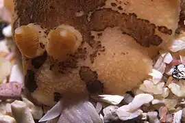 Rhinophores de Mandelia mirocornata