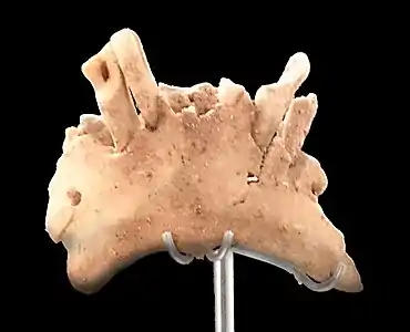 La mandibule humaine de 1,22 Ma de la Sima del Elefante exposée au musée de l'Évolution humaine de Burgos, un des plus vieux restes humains d'Europe de l'ouest.