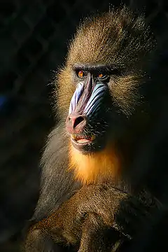 Grand singe, avec cartilage bleu de part et d'autre du museau.