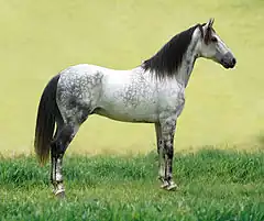 Lorsque la tête du cheval est blanche, il s'agit d'un cheval de robe  grise,