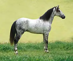 Cheval Mangalarga gris pommelé.