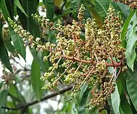 Floraison terminale de Mangifera indica