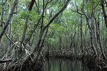 Mangroves