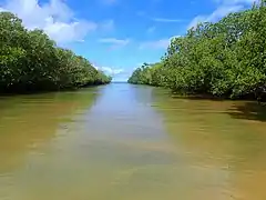 La mangrove à Hajangoua.