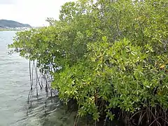 Rhizophora mangle, dans la mangrove du Petit Îlet Duprey.