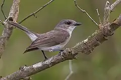 Description de l'image Mangrove Whistler.jpg.