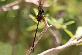 Coryphaeschna viriditas Wikimedia