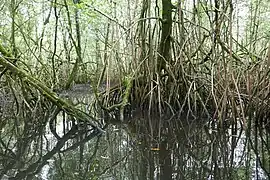 Mangrove du Malanza.