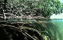 Vue sous marine et aérienne de mangrove.