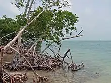 Mangroves au Belize.