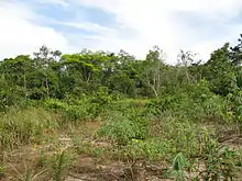 Plantation de manioc dans une clairière de la jungle