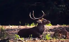 Véritable icône culturel, le Cerf d'Eld, ou Sangai, est un cervidé natif de la vallée très présent dans la littérature et les mythes manipuris.