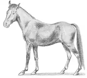 Dessin d'un poney de Manipur dans Horses and Ponies de R. S. Summerhayes, Warne & Co, New York, 1948