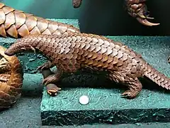 Pangolin javanais(Manis javanica).