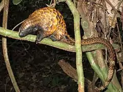 Pangolin à longue queue(Manis tetradactyla).