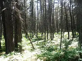 Image illustrative de l’article Forêt provinciale de Sandilands