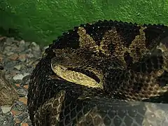 Description de l'image Mano-de-piedra.Central-American-jumping-pitviper.(Atropoides-nummifer-mexicanus).jpg.