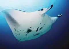 Manta alfredi