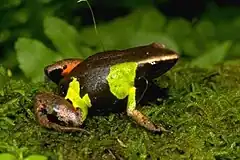 Description de l'image Mantella pulchra01.jpg.