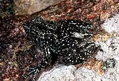 Description de l'image Mantidactylus lugubris.jpg.