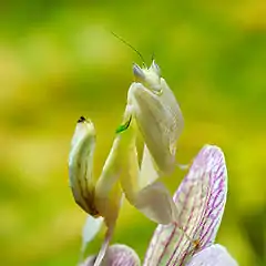 Flower mantis