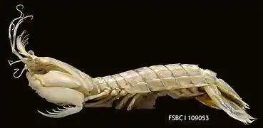 Squilla empusa