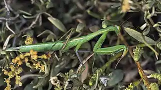 Mantis religiosa