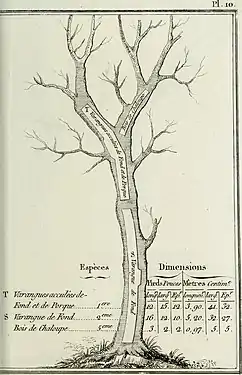 Bois de chaluppe; Varangues acculées de Fond et de Porques; Varangue de fond