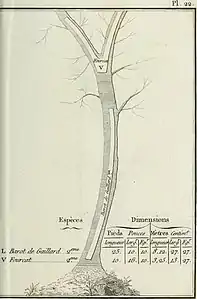 Louis Joseph Marie Achille Goujon, Des bois propres aux constructions navales, manuel à l'usage des agents forestiers et maritimes. Gabarit d'un barot de gaillard