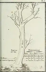 Étrave; Courbe de capucine