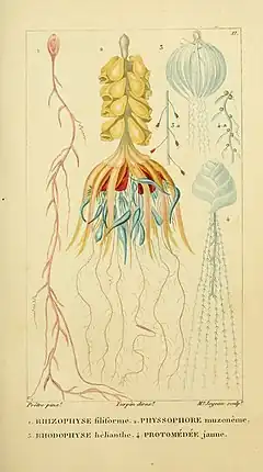 Dessin de Rhizophysa filiformis