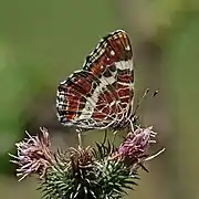 Une carte géographique femelle, vers le parc national Piatra Craiului en Roumanie.