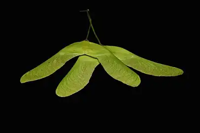 Samares de l'érable plane (Acer platanoides)