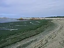 Marée verte en raison du pollutions en nitrates des eaux de ruissellement.