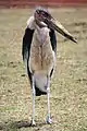 Marabout au cratère Ngorongoro