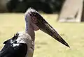 Marabout au cratère Ngorongoro