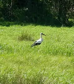 Cigogne dans le marais Audubon