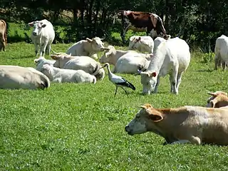Marais Audubon, cigogne parmi un troupeau de vaches